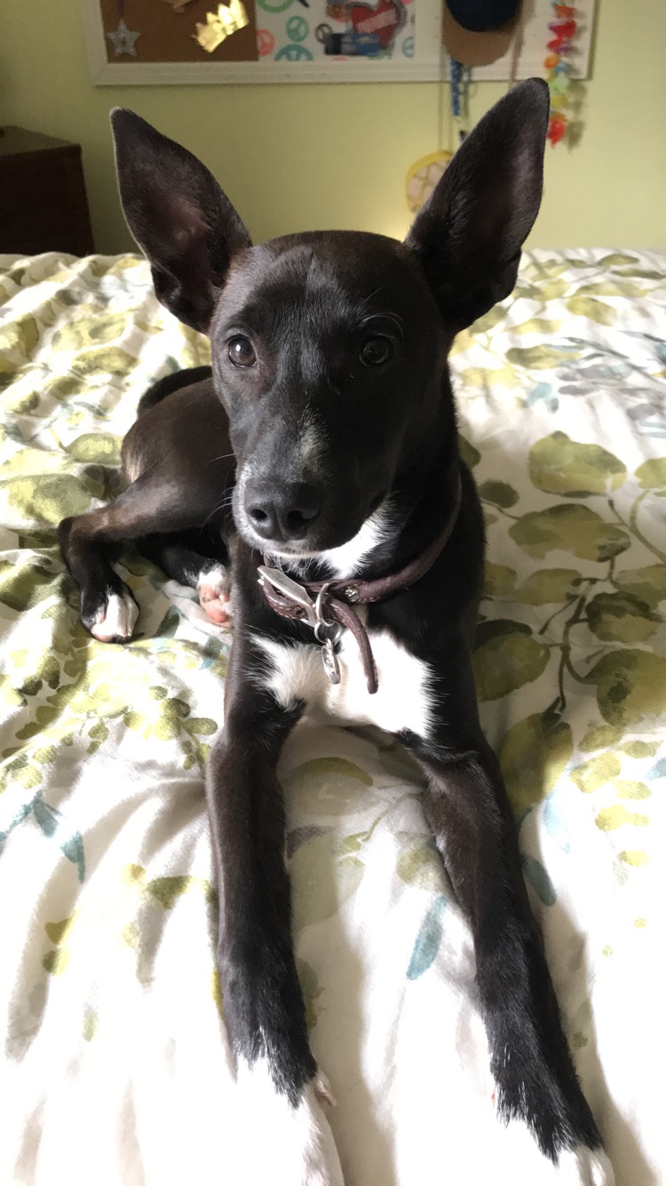 Basenji black hot sale lab mix