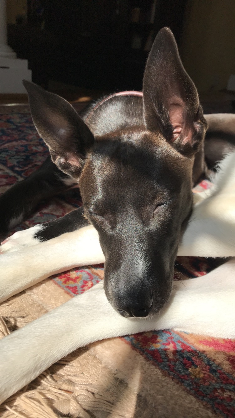 basenji lab mix