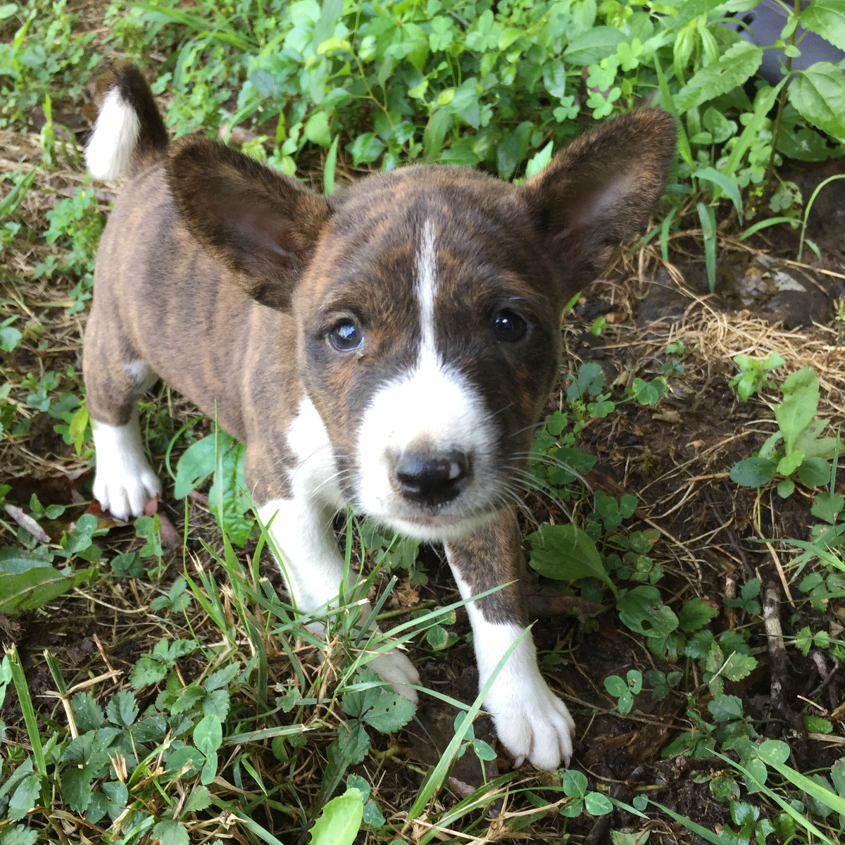 basenji puppy cost