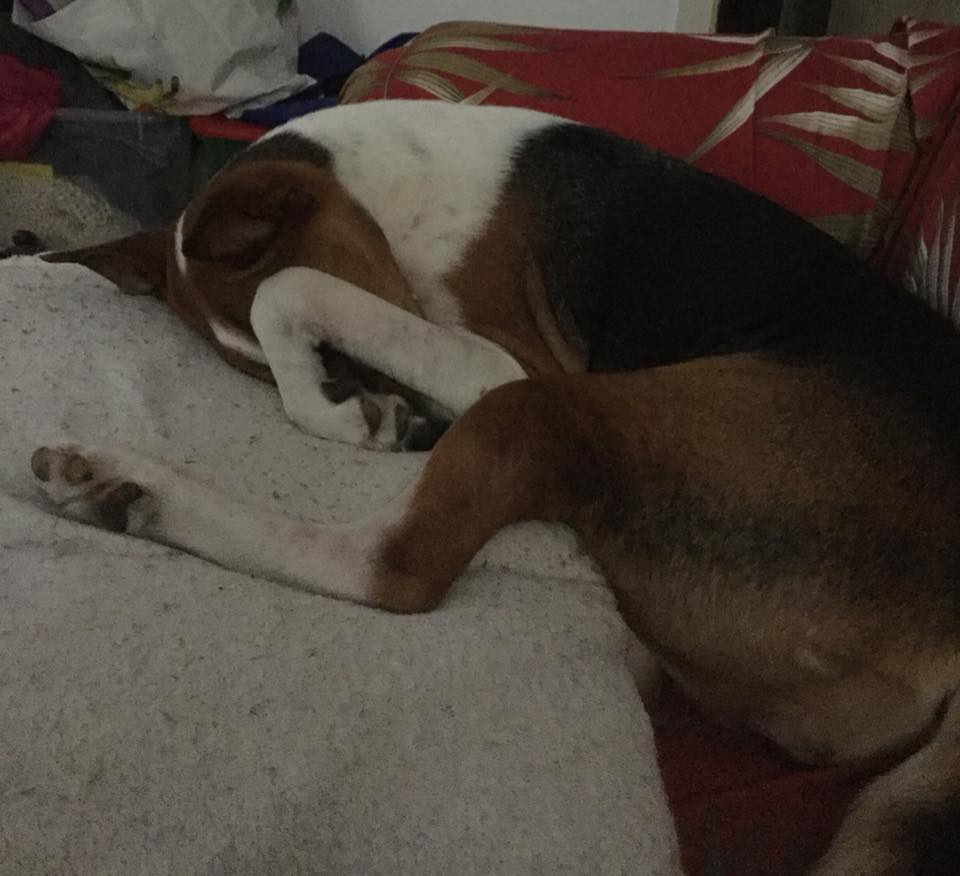 Beagles sleeping under on sale covers