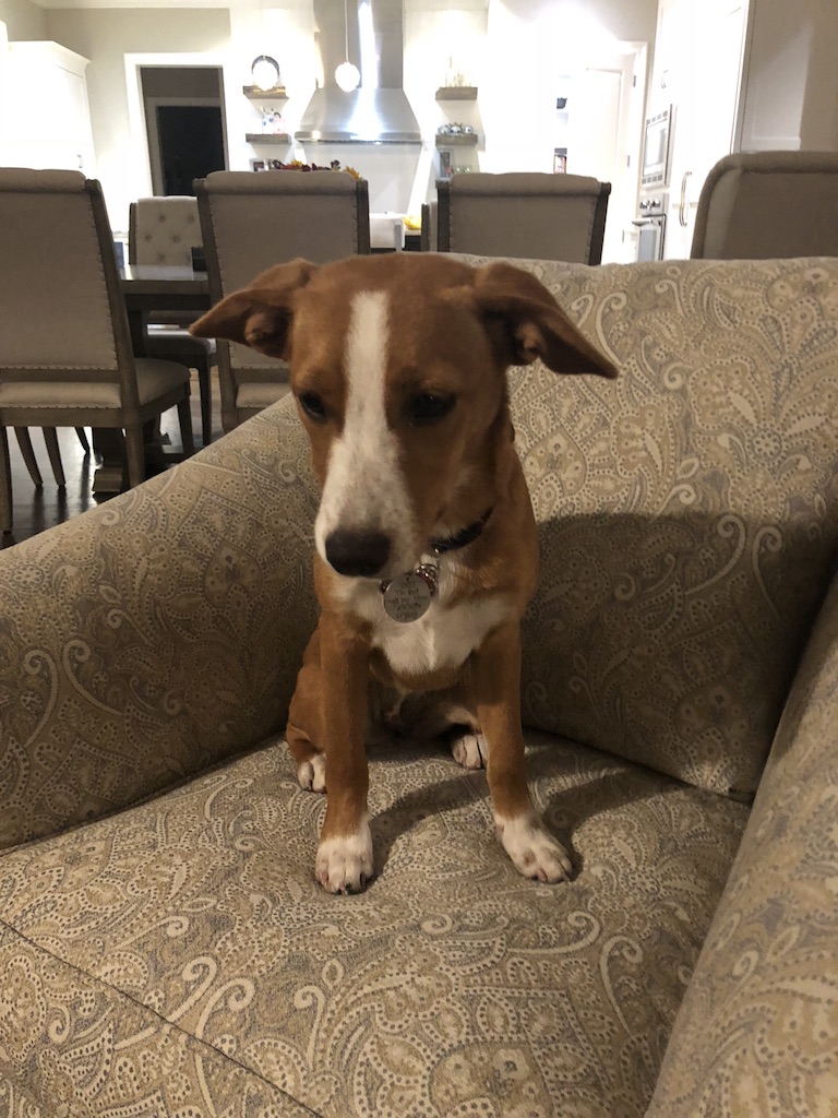 Basenji sales floppy ears