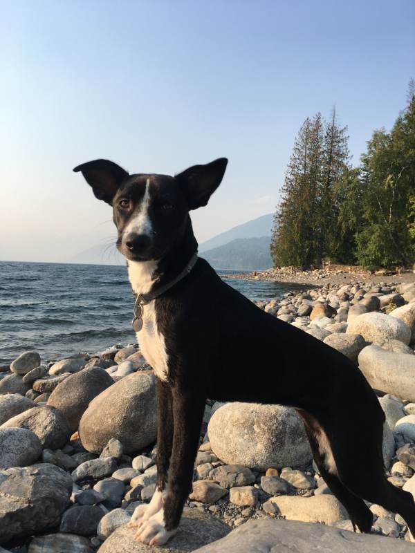 basenji lab mix