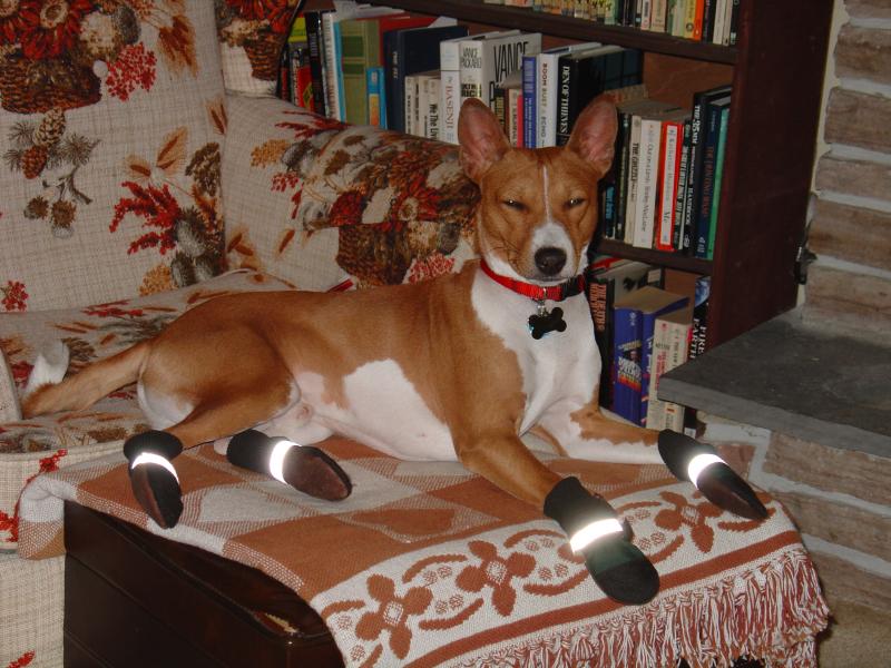 basenji winter coat