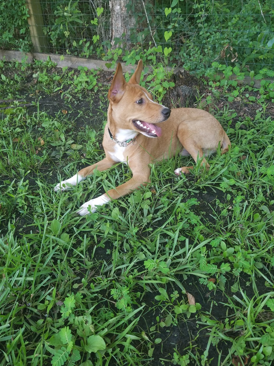 Basenji store rat terrier