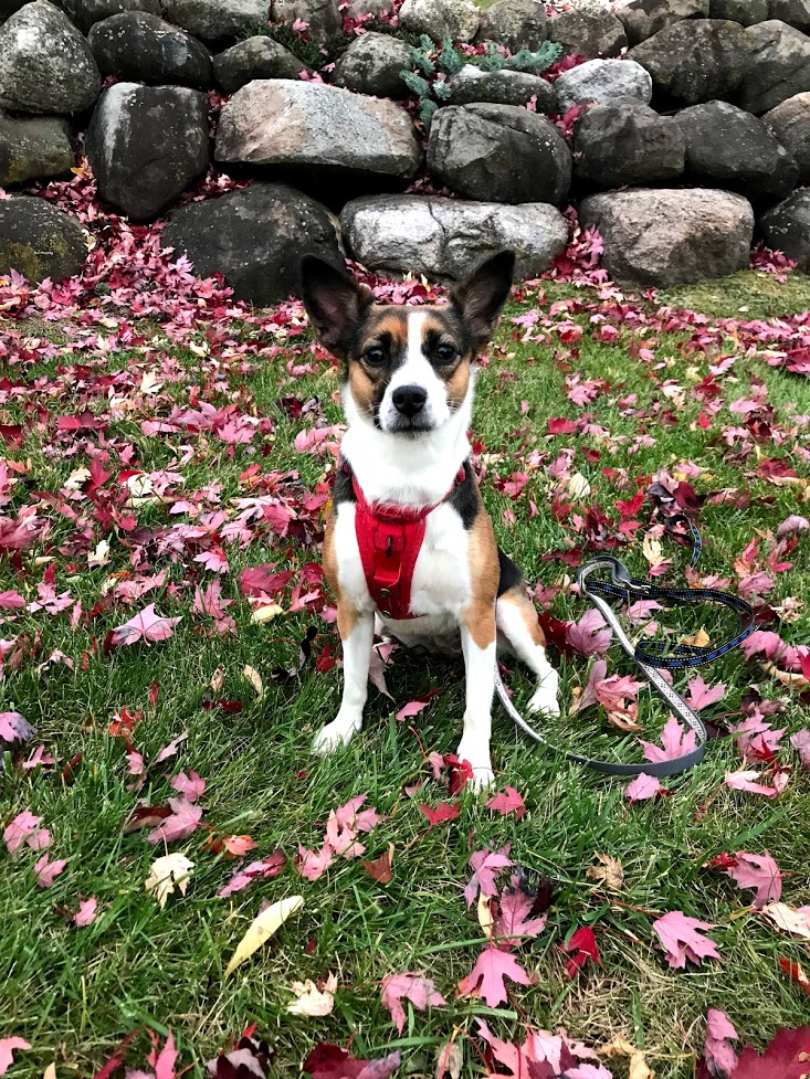 Basenji Corgi Beagle Mix