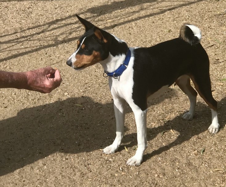 Tri basenji best sale