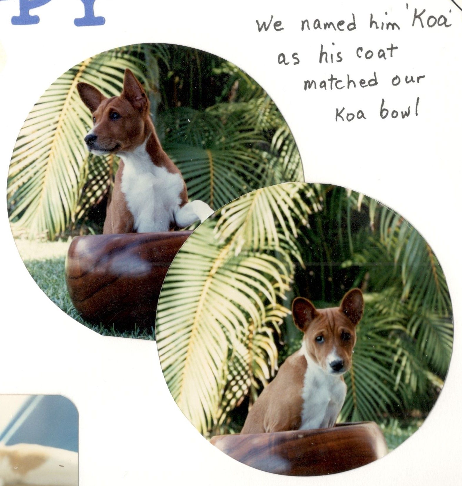 Koa as a pup (2).jpg