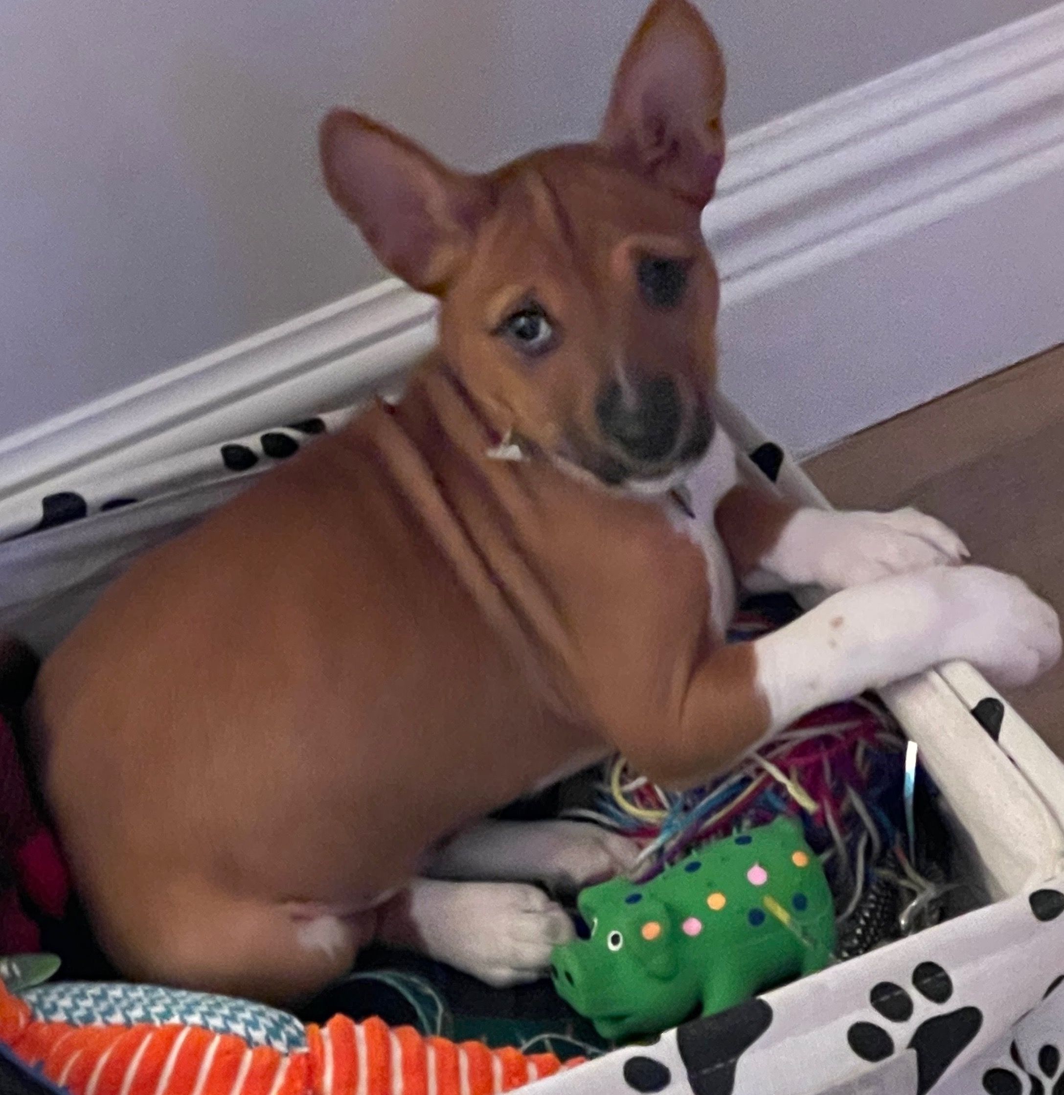 Klassic basenjis hot sale