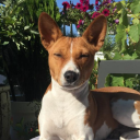 Basenji Cyntia