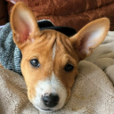 sanjibasenji