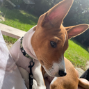 misobasenji