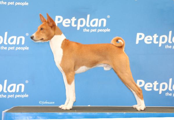 attachment_p_115252_0_gaskell-s-20basenji-20caj282.237d-20high-20res-20incl-20c-rights-1-copy.jpg