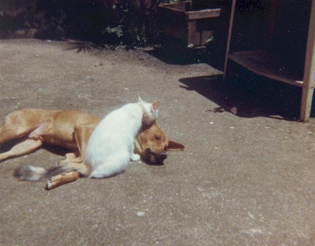 attachment_p_118694_1_sierra-leone-dog-and-cat-on-roof-001.jpg