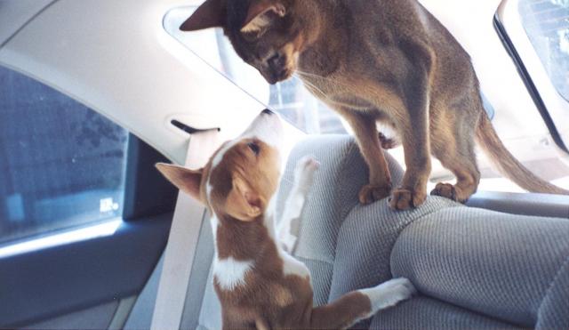 attachment_p_118694_4_belle-and-cat-in-car-23-aug-1997-001.jpg