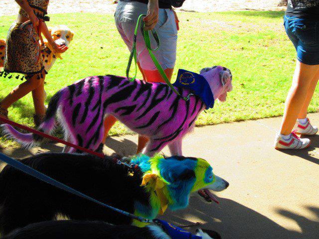 attachment_p_162667_5_pink-tiger-and-blue-and-yellow-dog.jpg