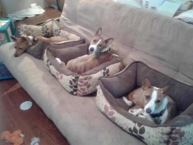 attachment_p_167492_0_couch-potatoes.jpg