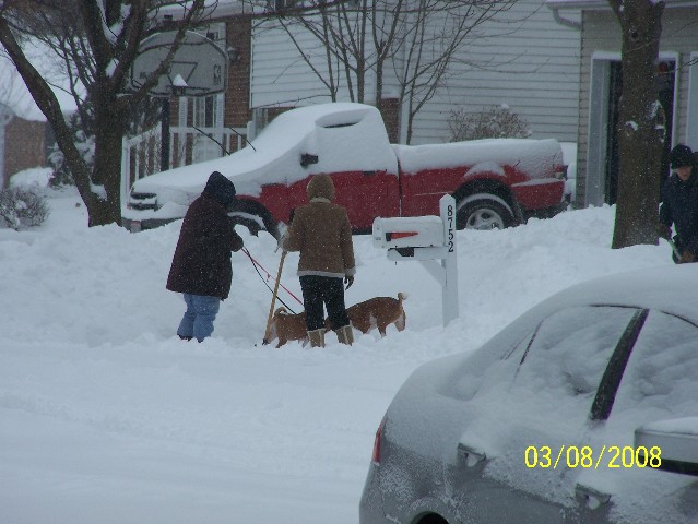 attachment_p_37818_0_dogs-walk-in-snow.jpg