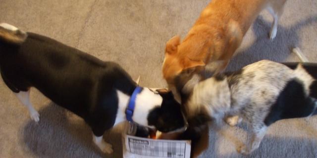 attachment_p_97038_1_dogs-christmas-gifts-002.jpg