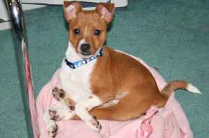 Craigslist basenji store