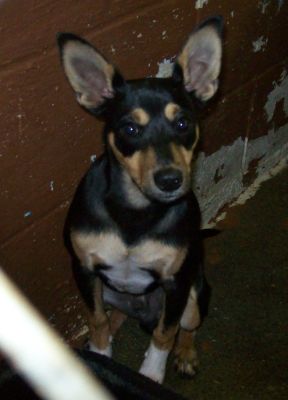 attachment_t_12405_0_b-mix-rambo-sitting-estill-county-shelter-ravenna-ky.jpg