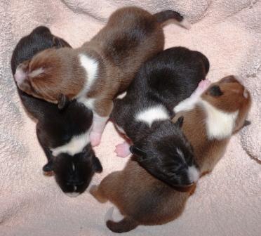 attachment_t_12528_0_1-weeks-old-o-litter-crystal-javelin-born-06.120.2011-1.jpg