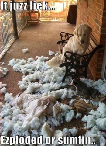 attachment_t_14881_0_funny-animal-3-dog-mess.jpg