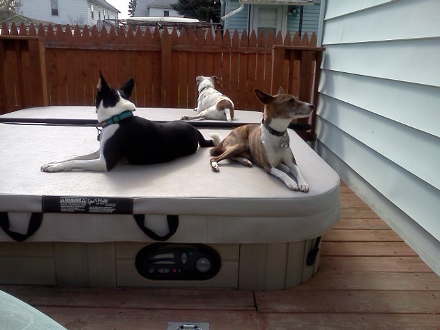 attachment_t_16327_0_dogs-relaxing-on-the-spa.jpg
