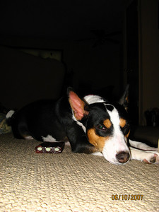 attachment_t_1681_2_lillie-with-nylabone.jpg