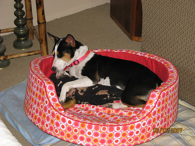 attachment_t_1711_0_lillie-in-her-new-bed.jpg