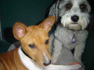 attachment_t_353_1_alfie-bandit-in-tent-kennel.jpg