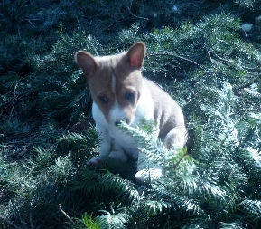 attachment_t_5518_5_puppy-boy-outside.jpg