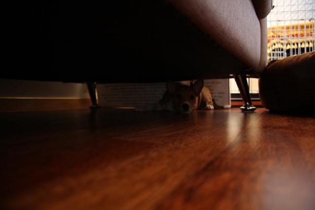 attachment_t_7063_0_first-day.under-sofa.jpg