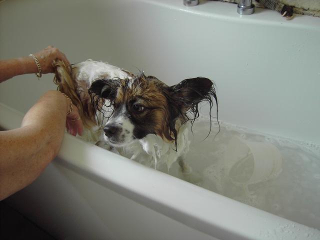 attachment_t_7089_1_reuben-in-bath-001.jpg