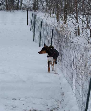 attachment_t_8081_5_snow-fence.jpg