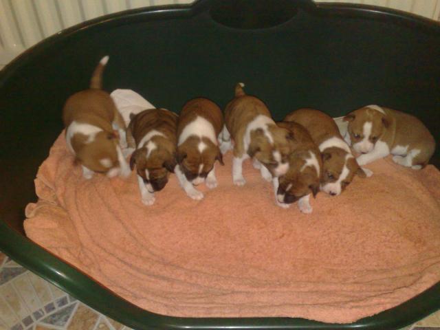 Basenji puppies for store sale near me