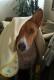 Basenji Mom