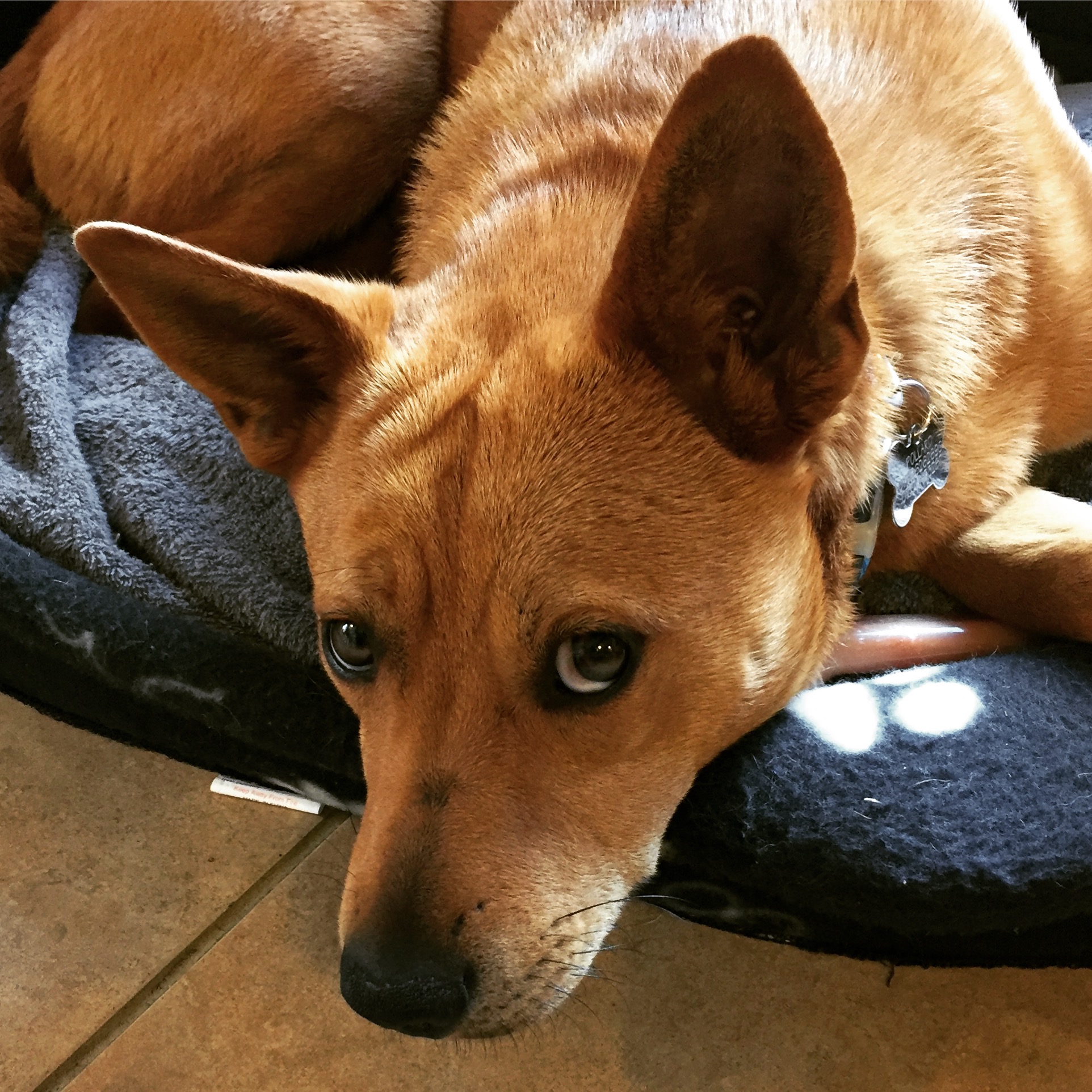 Basenji Corgi Mix