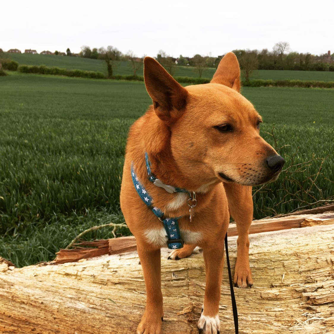 Is my dog a Basenji mix? | Basenji Forums - Your Online Basenji Community