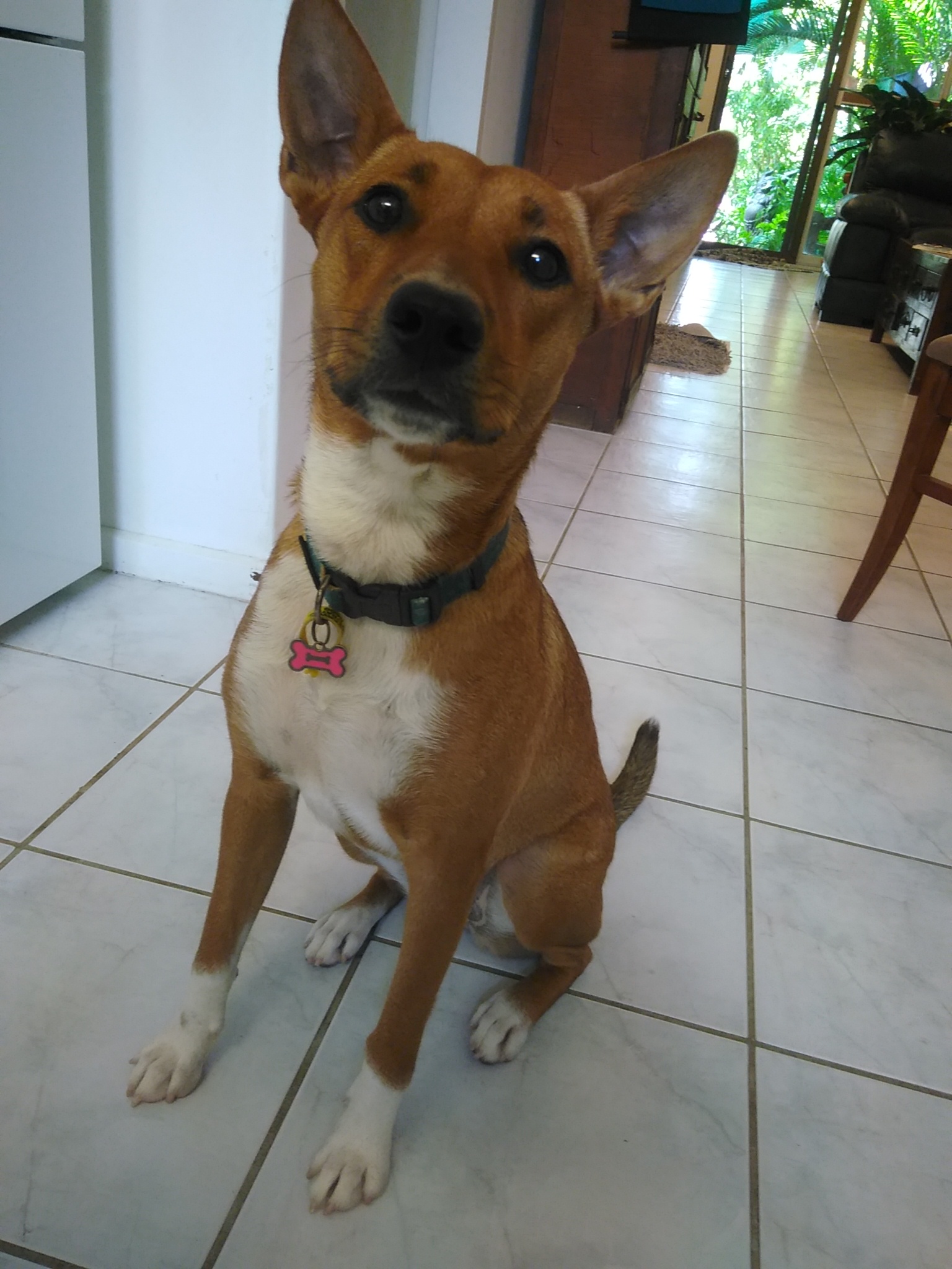 Basenji cheap feist mix